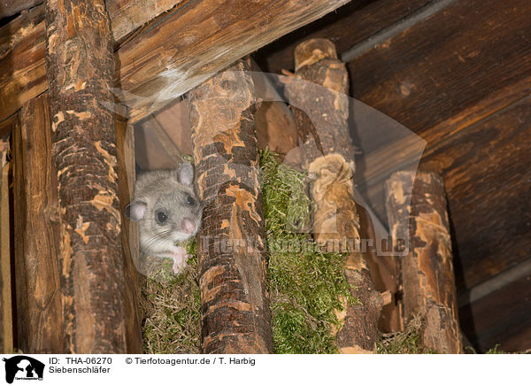 Siebenschl�fer / dormouse / THA-06270