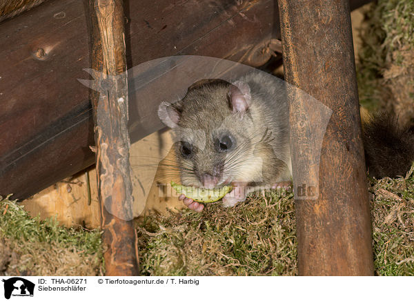 Siebenschl�fer / dormouse / THA-06271