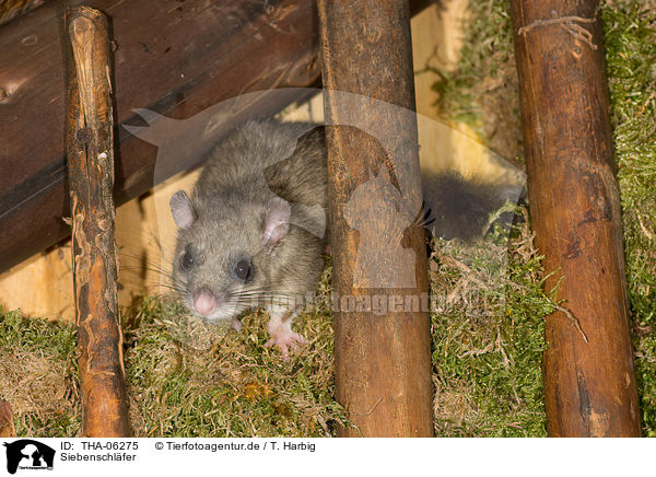 Siebenschl�fer / dormouse / THA-06275