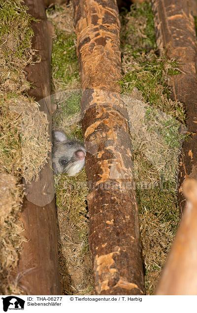 Siebenschl�fer / dormouse / THA-06277