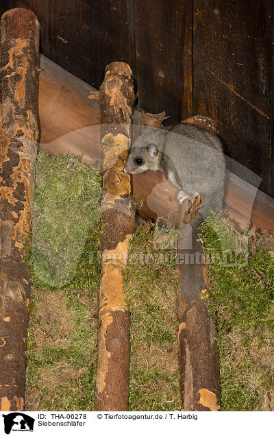Siebenschl�fer / dormouse / THA-06278