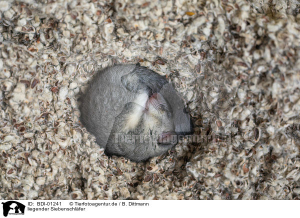 liegender Siebenschl�fer / lying Dormouse / BDI-01241