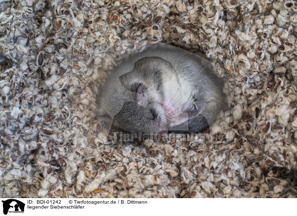 liegender Siebenschl�fer / lying Dormouse / BDI-01242
