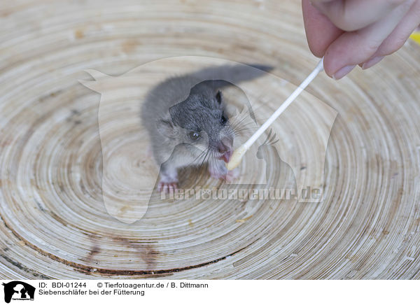 Siebenschl�fer bei der F�tterung / Dormouse feeding / BDI-01244