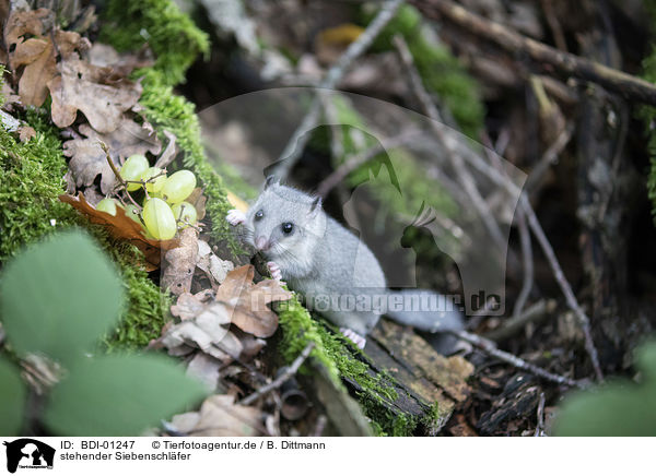 stehender Siebenschl�fer / standing Dormouse / BDI-01247