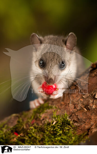 Siebenschl�fer / dormouse / MAZ-06047