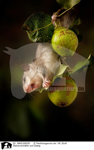 Siebenschl�fer auf Zweig / Dormouse on branch / MAZ-06050