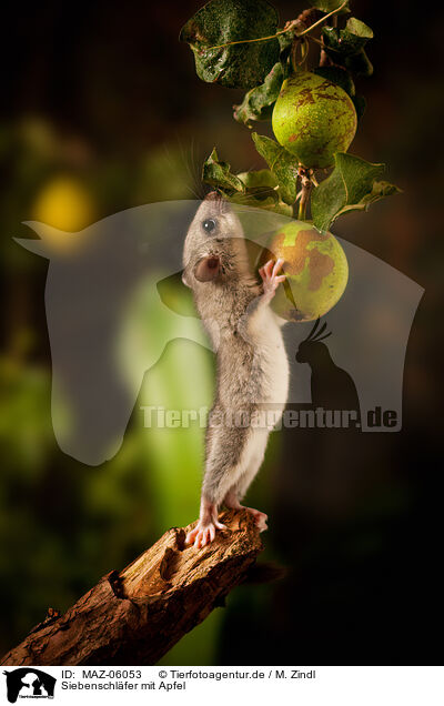 Siebenschl�fer mit Apfel / dormouse with apple / MAZ-06053