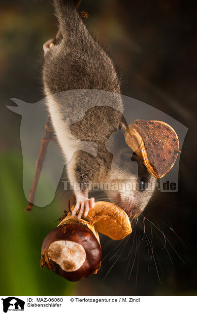 Siebenschl�fer / dormouse / MAZ-06060