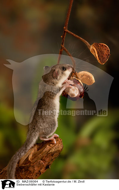 Siebenschl�fer mit Kastanie / dormouse with chestnut / MAZ-06064