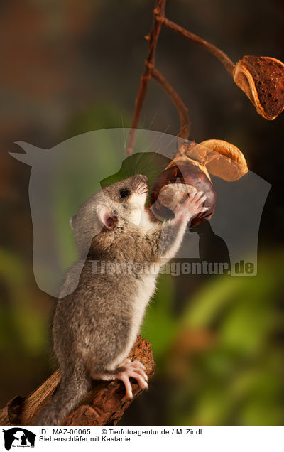 Siebenschl�fer mit Kastanie / dormouse with chestnut / MAZ-06065
