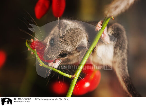Siebenschl�fer / dormouse / MAZ-06067
