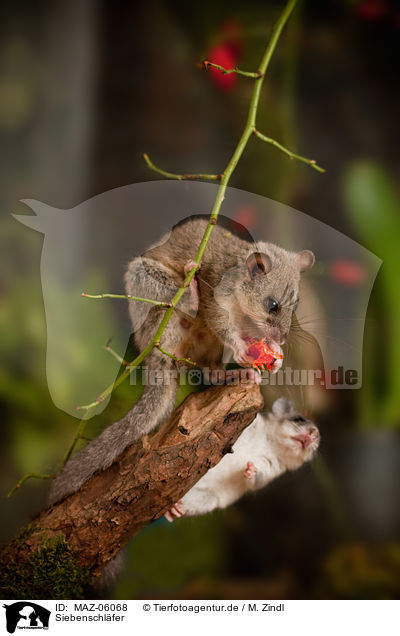 Siebenschl�fer / dormouse / MAZ-06068