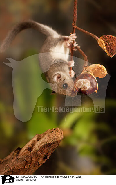 Siebenschl�fer / dormouse / MAZ-06069