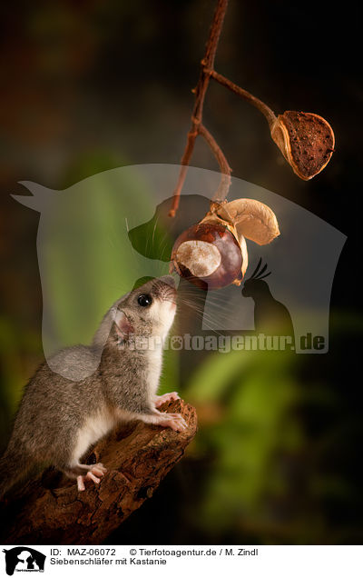 Siebenschl�fer mit Kastanie / dormouse with chestnut / MAZ-06072