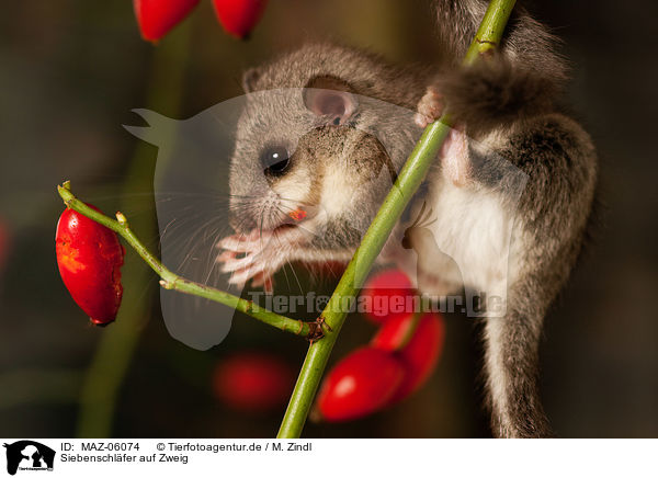 Siebenschl�fer auf Zweig / Dormouse on branch / MAZ-06074
