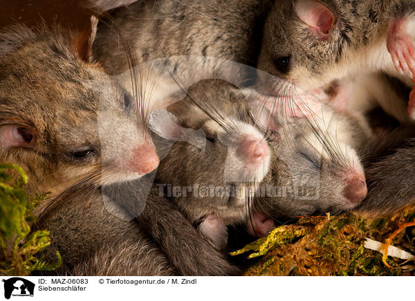 Siebenschl�fer / dormouse / MAZ-06083