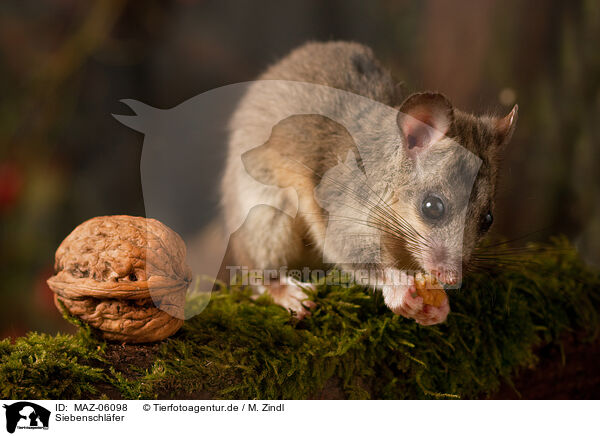 Siebenschl�fer / dormouse / MAZ-06098