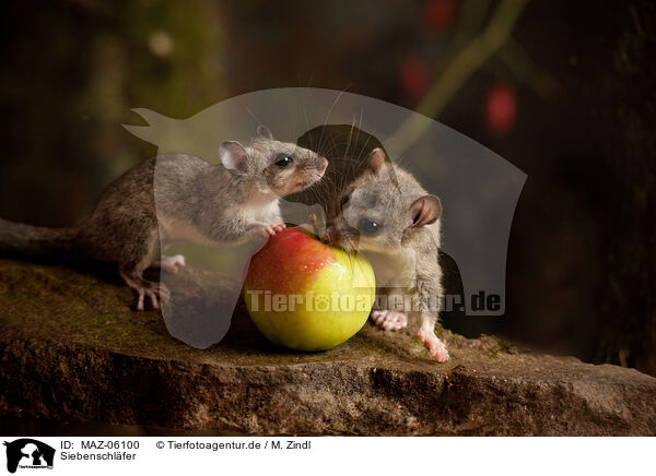 Siebenschl�fer / dormouse / MAZ-06100