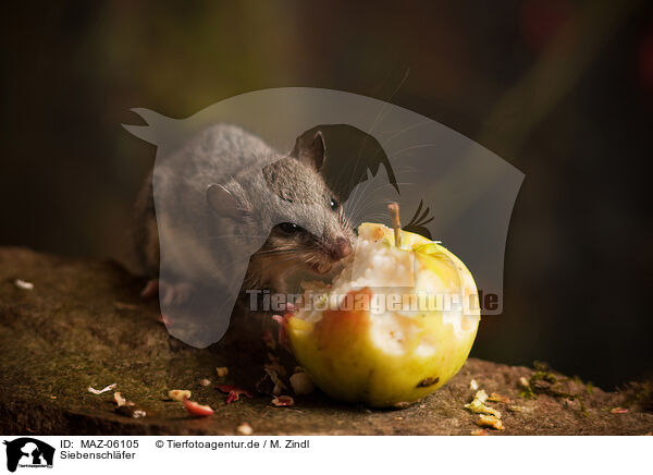 Siebenschl�fer / dormouse / MAZ-06105