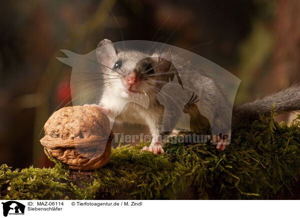 Siebenschl�fer / dormouse / MAZ-06114