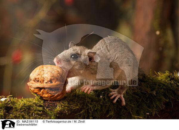 Siebenschl�fer / dormouse / MAZ-06115