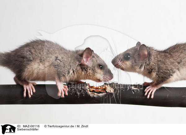 Siebenschl�fer / dormice / MAZ-06116