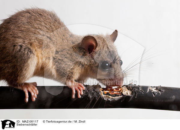 Siebenschl�fer / dormouse / MAZ-06117