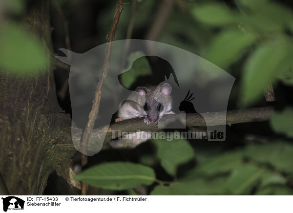 Siebenschl�fer / dormouse / FF-15433