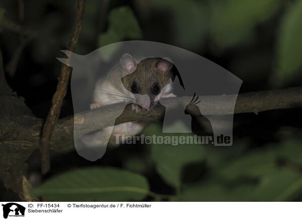 Siebenschl�fer / dormouse / FF-15434