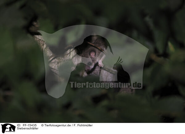 Siebenschl�fer / dormouse / FF-15435