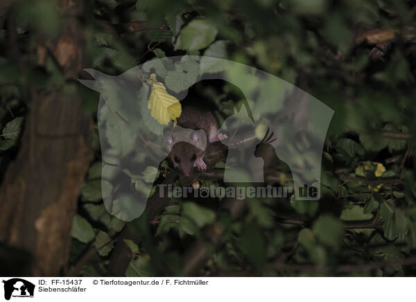 Siebenschl�fer / dormouse / FF-15437