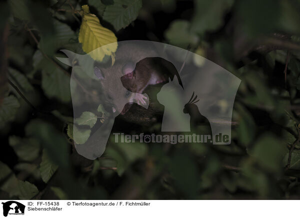 Siebenschl�fer / dormouse / FF-15438