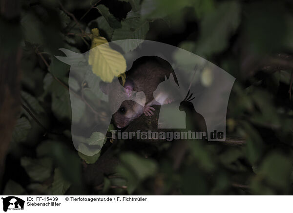 Siebenschl�fer / dormouse / FF-15439