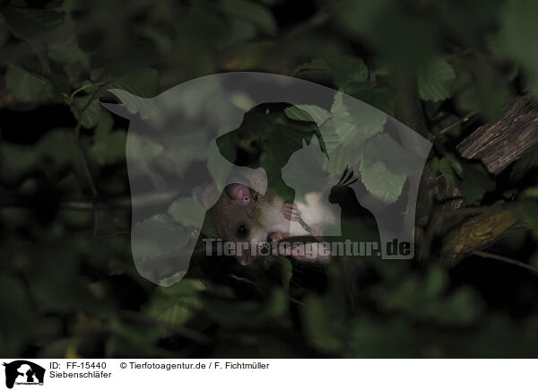 Siebenschl�fer / dormouse / FF-15440
