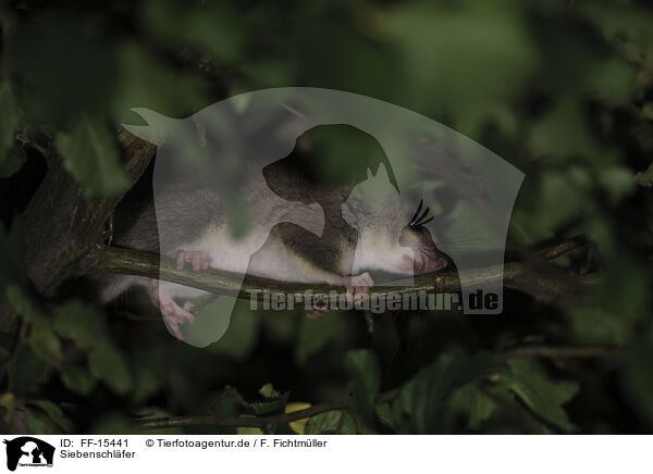 Siebenschl�fer / dormouse / FF-15441