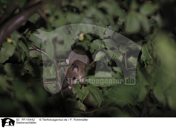 Siebenschl�fer / dormouse / FF-15442