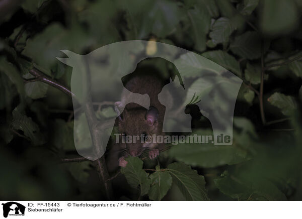 Siebenschl�fer / dormouse / FF-15443