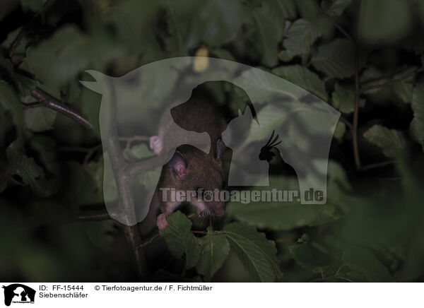 Siebenschl�fer / dormouse / FF-15444