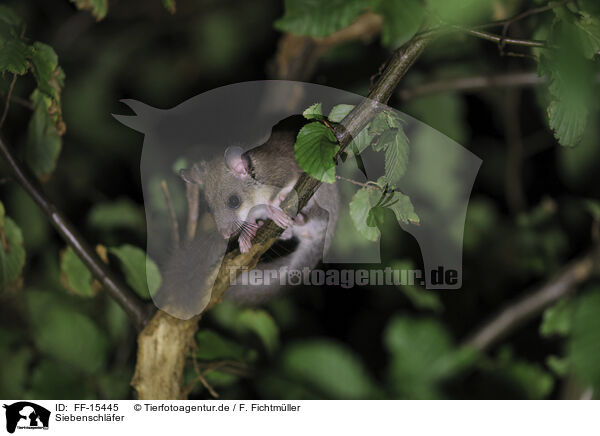 Siebenschl�fer / dormouse / FF-15445