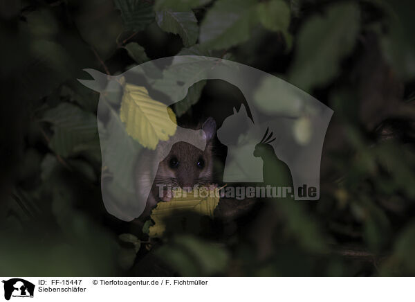 Siebenschl�fer / dormouse / FF-15447