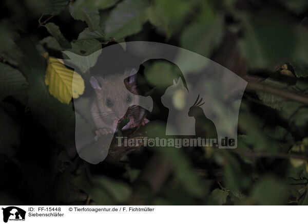 Siebenschl�fer / dormouse / FF-15448