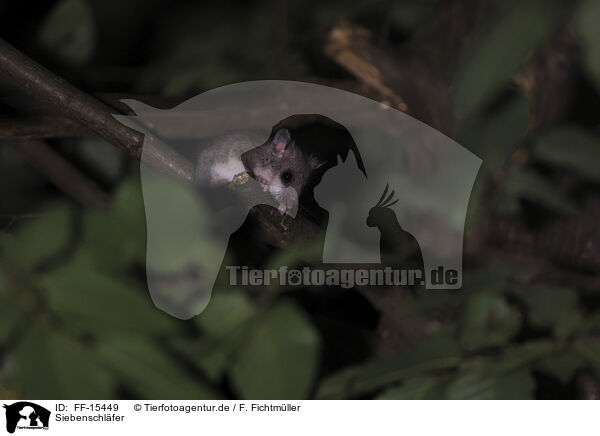 Siebenschl�fer / dormouse / FF-15449