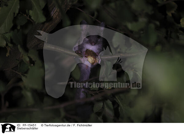 Siebenschl�fer / dormouse / FF-15451
