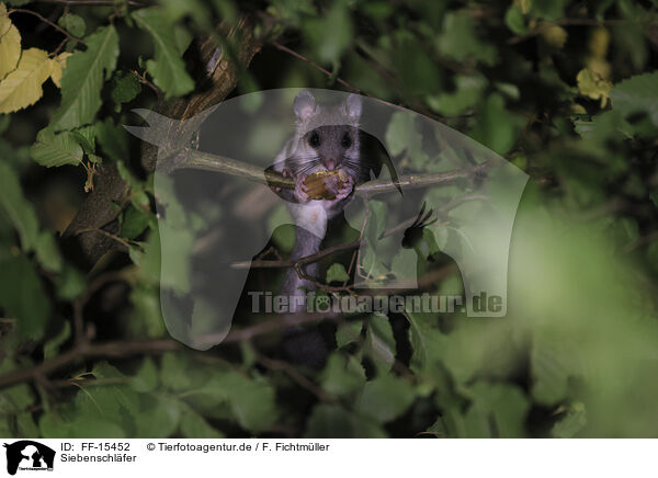 Siebenschl�fer / dormouse / FF-15452