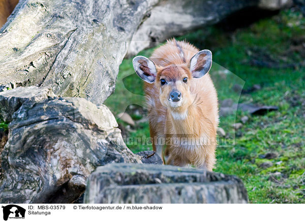 Sitatunga / situtunga / MBS-03579
