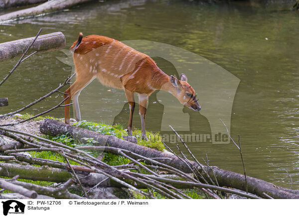 Sitatunga / marshbuck / PW-12706