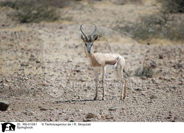 Springbock / springbok / RS-01081