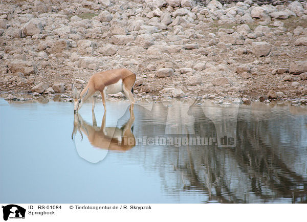 Springbock / springbok / RS-01084