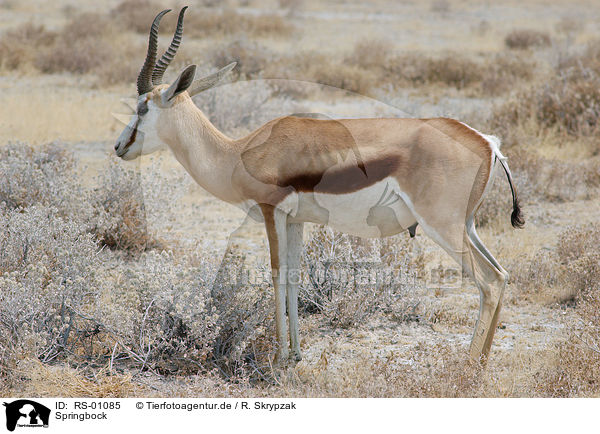 Springbock / springbok / RS-01085